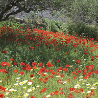Buy canvas prints of Poppies in Olive Grove by DEE- Diana Cosford