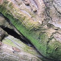 Buy canvas prints of  Lovely natural colours of tree bark by DEE- Diana Cosford