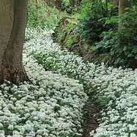 Buy canvas prints of Wild Garlic (Ransom) secret pathway Cumbria, Lakes by DEE- Diana Cosford
