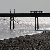 Buy canvas prints of Deal Pier, Kent coastline with seagull.            by DEE- Diana Cosford