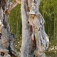 Buy canvas prints of Trunk of Olive Tree by DEE- Diana Cosford