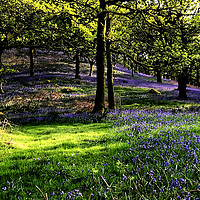 Buy canvas prints of Bluebell Woods Cumbria, idyllic setting. by DEE- Diana Cosford