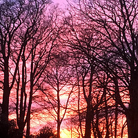 Buy canvas prints of Sunset through Trees in Cumbria, The Lake District by DEE- Diana Cosford