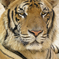 Buy canvas prints of MAJESTIC TIGER by ANDREA GREEN
