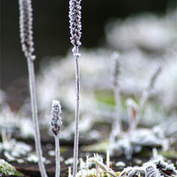 Buy canvas prints of Frosty weed by karen grist