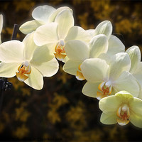 Buy canvas prints of sunlight on orchids by karen grist