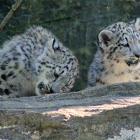 Buy canvas prints of Marwell Snow Leopards by karen grist