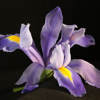 Buy canvas prints of  Iris in Bloom by karen grist