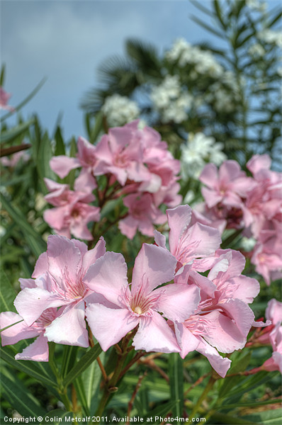 Riva Del Garda Blossom Picture Board by Colin Metcalf