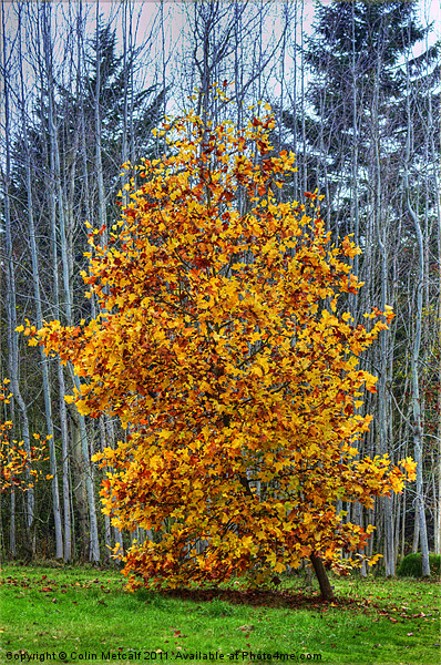 Autumn's Glory Picture Board by Colin Metcalf