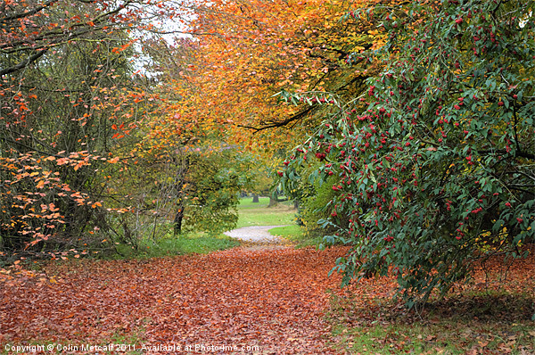 Autumn Walk Picture Board by Colin Metcalf