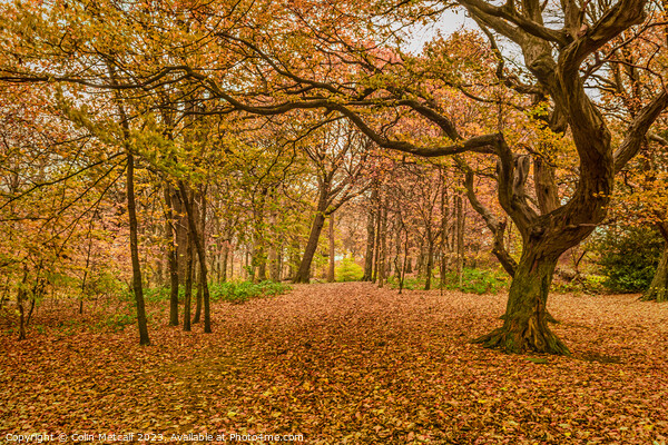 Autumn Carpet Picture Board by Colin Metcalf