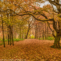 Buy canvas prints of Autumn Carpet by Colin Metcalf
