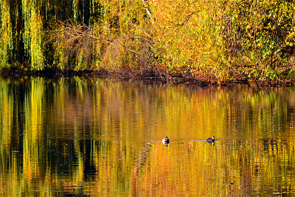 Autumn Reflections Picture Board by Colin Metcalf