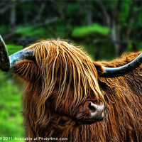 Buy canvas prints of The Highland Coo by Colin Metcalf