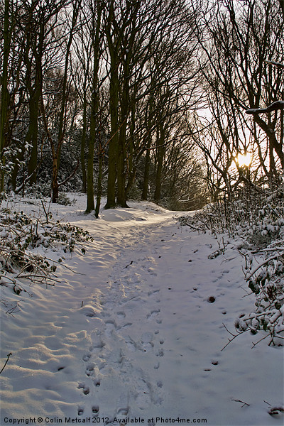 Snowy Winter Walk Picture Board by Colin Metcalf