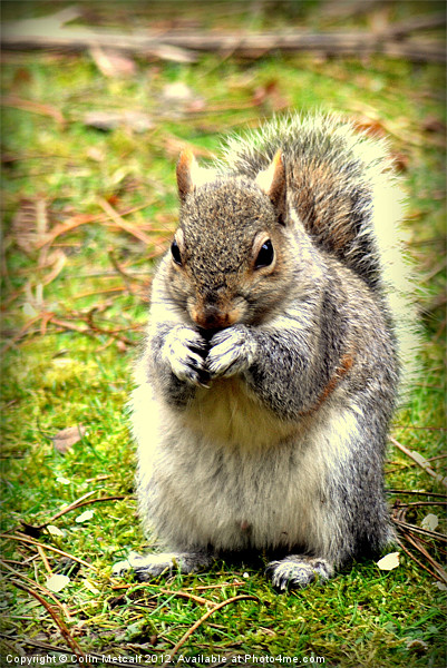 Pretty please can I have a nut Picture Board by Colin Metcalf