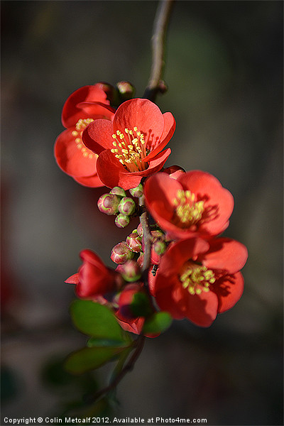 Red Flowering Quince Picture Board by Colin Metcalf
