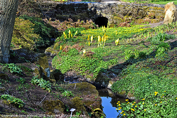 Spring's Awakening: Enchanting Harlow Carr Stream Picture Board by Colin Metcalf