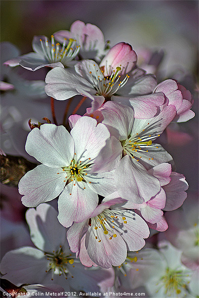 Pink Spring Blossom Picture Board by Colin Metcalf