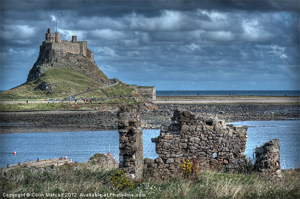 Lindifarne Castle (Holy Island) Picture Board by Colin Metcalf