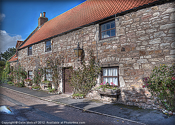 Lindisfarne Cottages Picture Board by Colin Metcalf