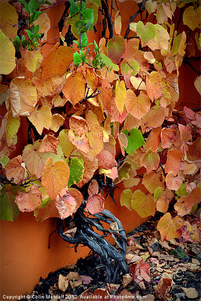Autumn Vine Picture Board by Colin Metcalf