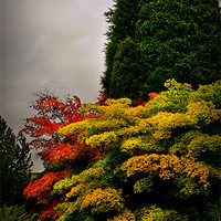 Buy canvas prints of Autumn Colour at Harlow Carr by Colin Metcalf