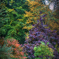 Buy canvas prints of Autumn's Palette by Colin Metcalf