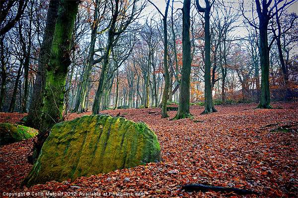 Chevin Forest Park #1 Picture Board by Colin Metcalf
