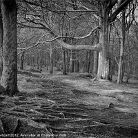 Buy canvas prints of Chevin Forest Park #3 Mono by Colin Metcalf