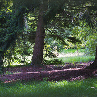 Buy canvas prints of Pine Woods by Colin Metcalf