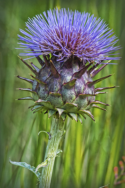 Thistle Picture Board by Colin Metcalf