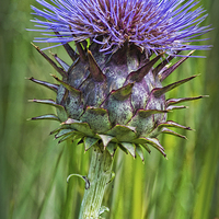 Buy canvas prints of Thistle by Colin Metcalf
