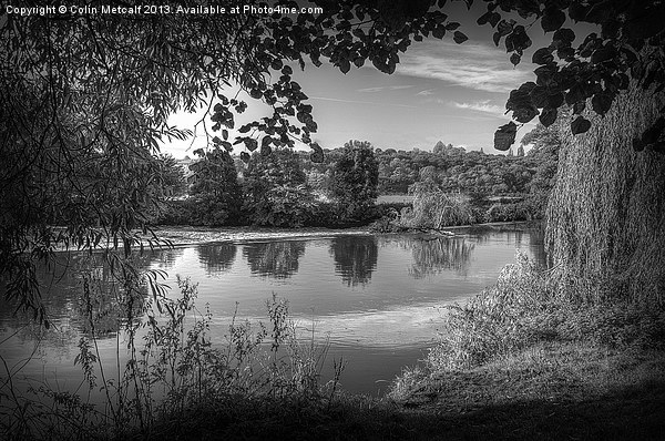 Through the Willows in Mono Picture Board by Colin Metcalf