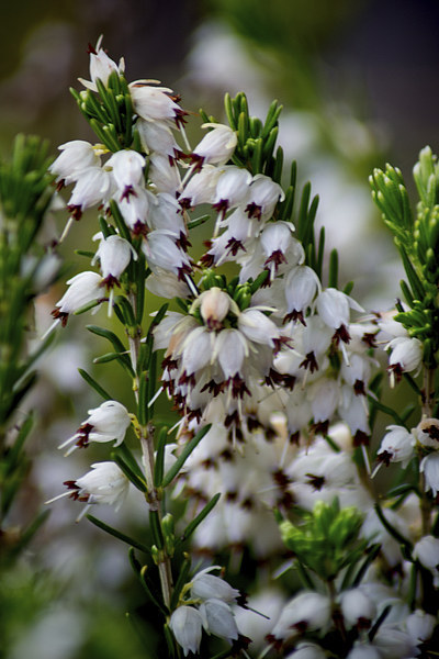 White Heather Picture Board by Colin Metcalf