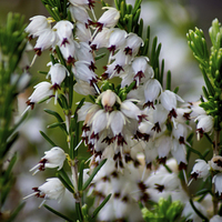 Buy canvas prints of White Heather by Colin Metcalf