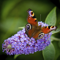 Buy canvas prints of  Peacock Butterfly on Buddleia. by Colin Metcalf