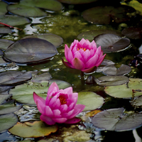 Buy canvas prints of  Pink Water Lilies by Colin Metcalf