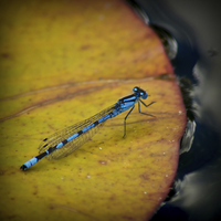 Buy canvas prints of  An Azure Damselfly by Colin Metcalf