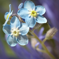 Buy canvas prints of  Forget me Not by Colin Metcalf