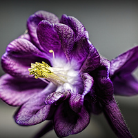 Buy canvas prints of  Purple Aquilega by Colin Metcalf