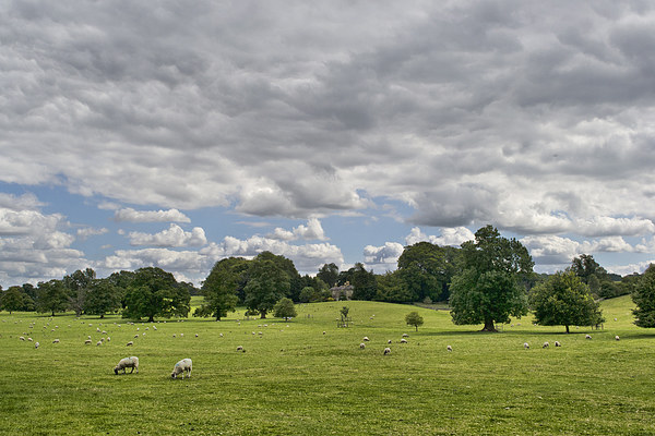  Sheep Grazing the Meadow Picture Board by Colin Metcalf
