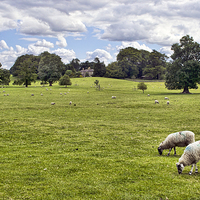 Buy canvas prints of  Peaceful Pastures by Colin Metcalf