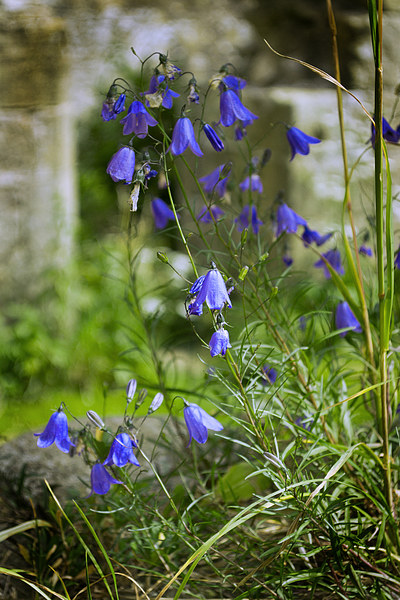  Harebells Picture Board by Colin Metcalf