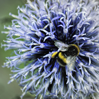 Buy canvas prints of  Globe Thistle and visitor by Colin Metcalf