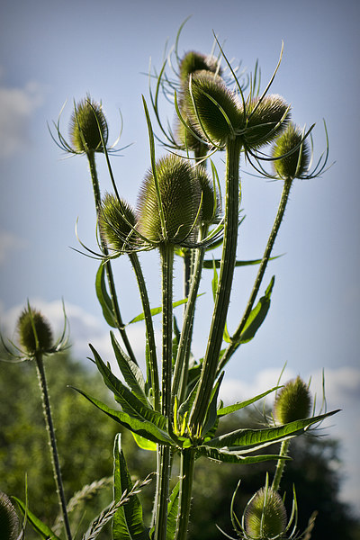  Fuller's Teasel Picture Board by Colin Metcalf