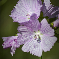 Buy canvas prints of  Pink Geranium by Colin Metcalf