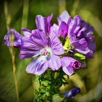 Buy canvas prints of  Pink Wild Flower by Colin Metcalf