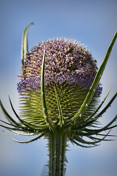  Fuller's Teasel Picture Board by Colin Metcalf